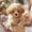 a17_yellowlabrador, variante sur Bamboohart Mon Meilleur Chiot Robot - Chiot Robot Réaliste Interactif Jouet Chien de Compagnie IA pour Enfants et Adultes Qui Agit comme de Vrais Chiens pour Cadeau d'Anniversaire 2025 pour Enfants 2025