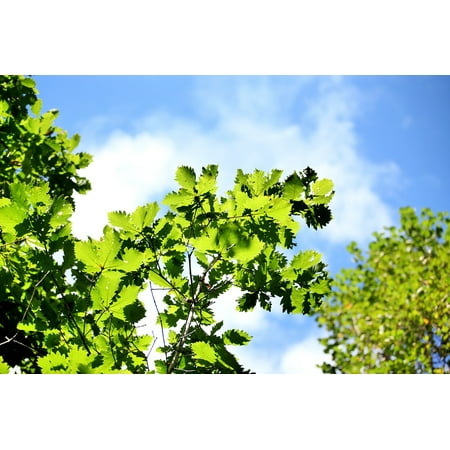 Chinese Vintage Poster LAMINATED POSTER Section Summer Green Leaf The Scenery Tree China Poster Print 24 x 36 ()