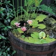 thumbnail image 3 of MGP Water Tight Half Wine Barrel Planter, 26" X 18" X 26", 3 of 5