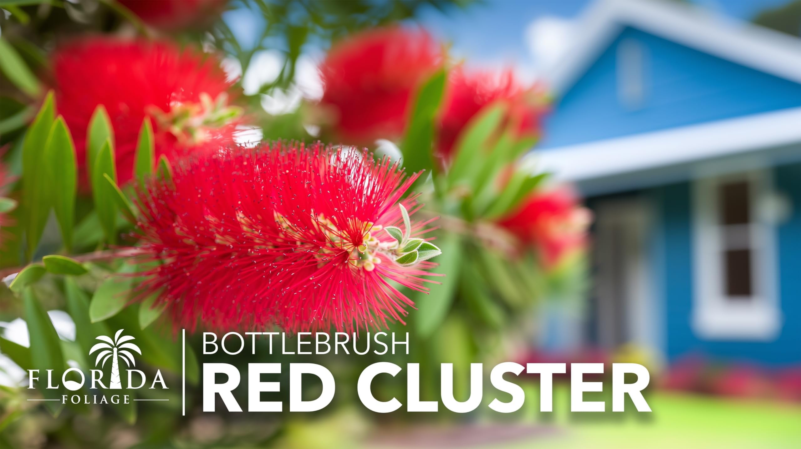 Bottlebrush Red Cluster Tree I 10 Live Plants I Callistemon Citrinus Red Cluster I Vibrant Red Blooms, Fast-Growing, Drought-Tolerant Outdoor Plant, Ideal for Gardens