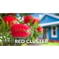 thumbnail image 2 of Bottlebrush Red Cluster Tree I 40 Live Plants I Callistemon Citrinus Red Cluster I Vibrant Red Blooms, Fast-Growing, Drought-Tolerant Outdoor Plant, Ideal for Gardens, 2 of 9