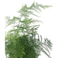 thumbnail image 3 of Fern Leaf Plumosus Asparagus Fern - 4" Pot- Live Plant, 3 of 3