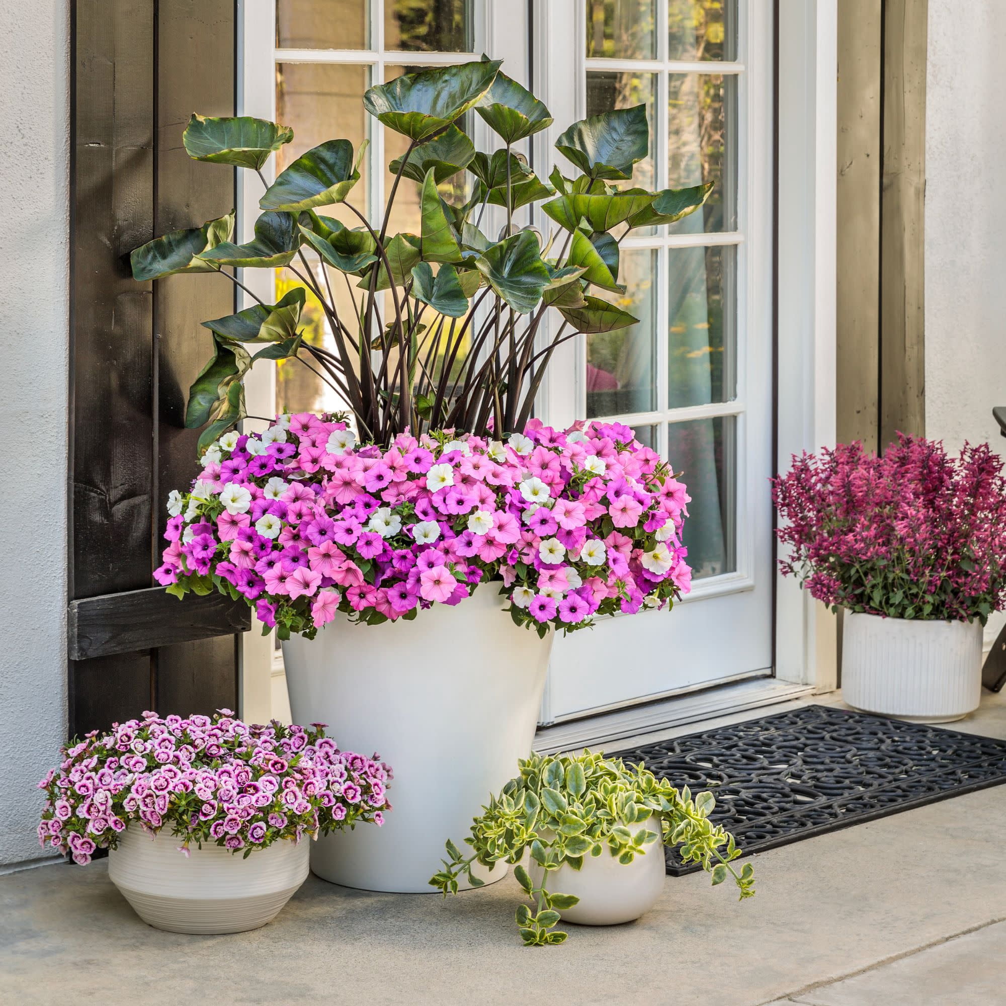 Proven Winners 4" Superbells Double Smitten Pink Calibrachoa Live Plant in 4.25" Pot (4 Count)