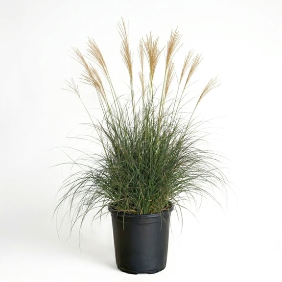 Expert Gardener Adagio Maiden Grass (2.5 Quart) Mid-Sized Ornamental Perennial with Airy Plumes - Full Sun Live Outdoor Plant