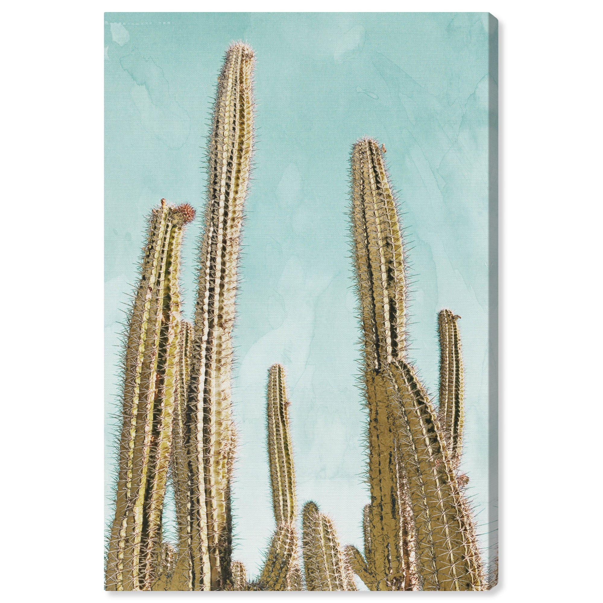 Set of 3 Desert cactus photos nature photography 5x7 prints 