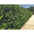 thumbnail image 6 of Ilex Nellie R. Stevens Holly  3 Large Gallon Size Trees  Low Maintenance Live Evergreen Privacy Shrub Red Berries, 6 of 7