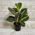 thumbnail image 1 of Plante de Prière (Feuilles Rouges) Plantes Maranta Leuconeura, Facile à Cultiver Plante Pot Maison, Feuilles Ovales Uniques Plantes Décor de Bureau à Domicile, Purification de l'Air Plantes d'Intérieur / Extérieur - Pot de Producteur 3,5 ", 1 of 1