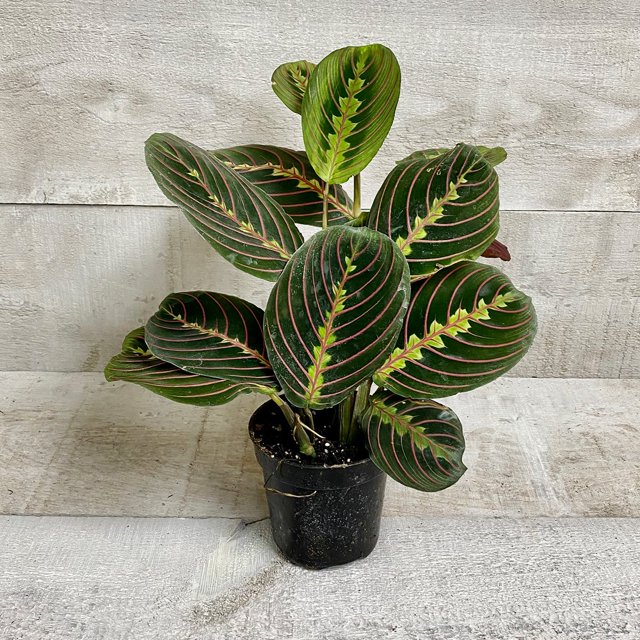 Plante de Prière (Feuilles Rouges) Plantes Maranta Leuconeura, Facile à Cultiver Plante Pot Maison, Feuilles Ovales Uniques Plantes Décor de Bureau à Domicile, Purification de l'Air Plantes d'Intérieur / Extérieur - Pot de Producteur 3,5 "