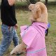 thumbnail image 2 of Chubasquero para perro con capucha, arnés con agujero, impermeable, chubasquero para perro, 2 of 5