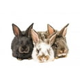 thumbnail image 2 of Little Rabbits Wall Mural by Wallmonkeys Peel and Stick Graphic (18 in W x 13 in H) WM304325, 2 of 4