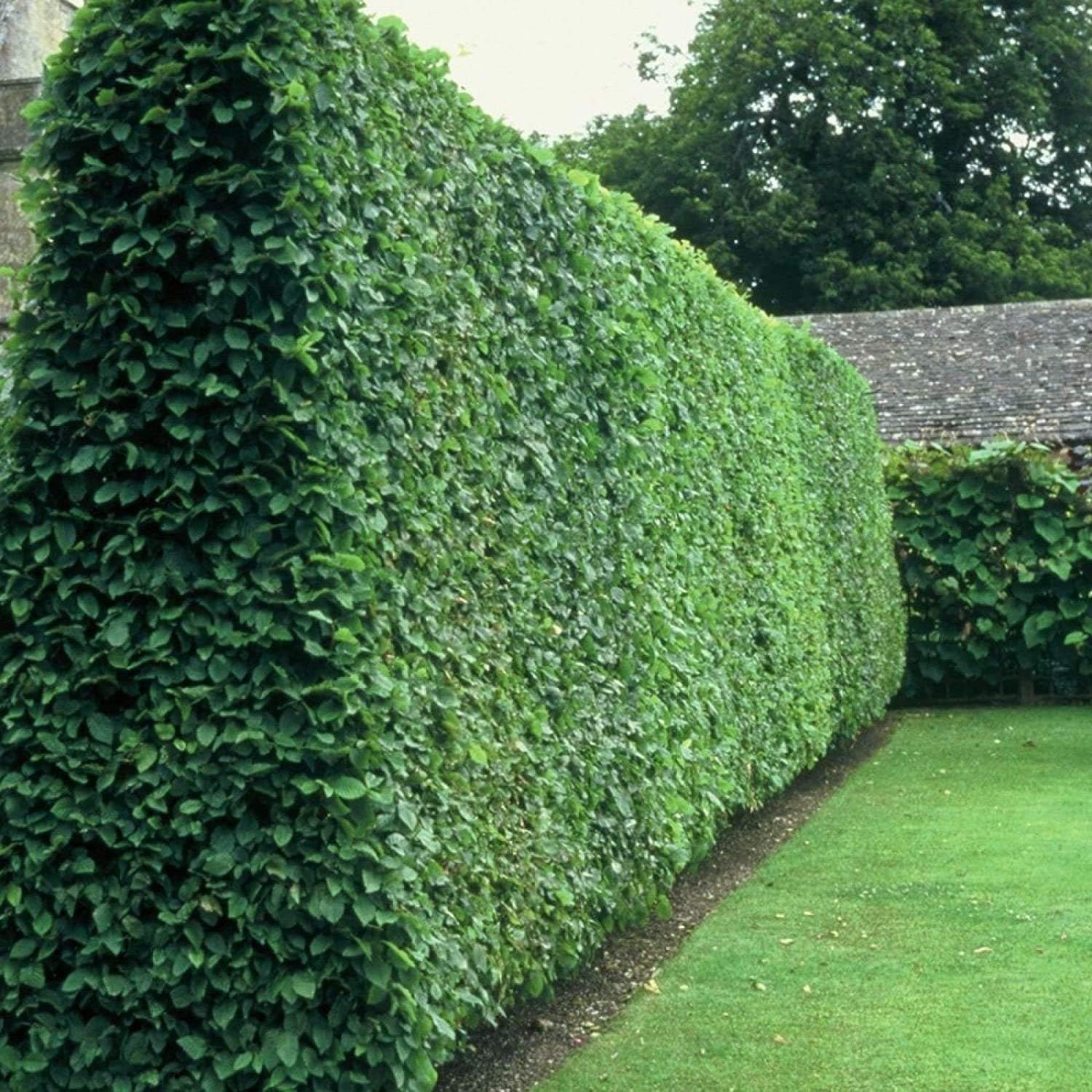 Curled Leaf Privet  5 Live Quart Size Plants  Ligustrum Japonicum Recurvifolium, Evergreen Flowering Privacy Hedge, Ornamental Shrub for Lush Landscapes