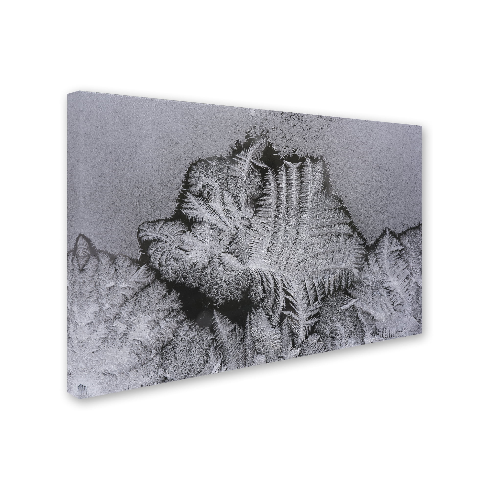 Trademark Fine Art 'Frost on my Window' Canvas Art by Kurt Shaffer