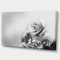 thumbnail image 2 of Black and White Rose in Spring. - Floral Canvas Art Print, 2 of 3