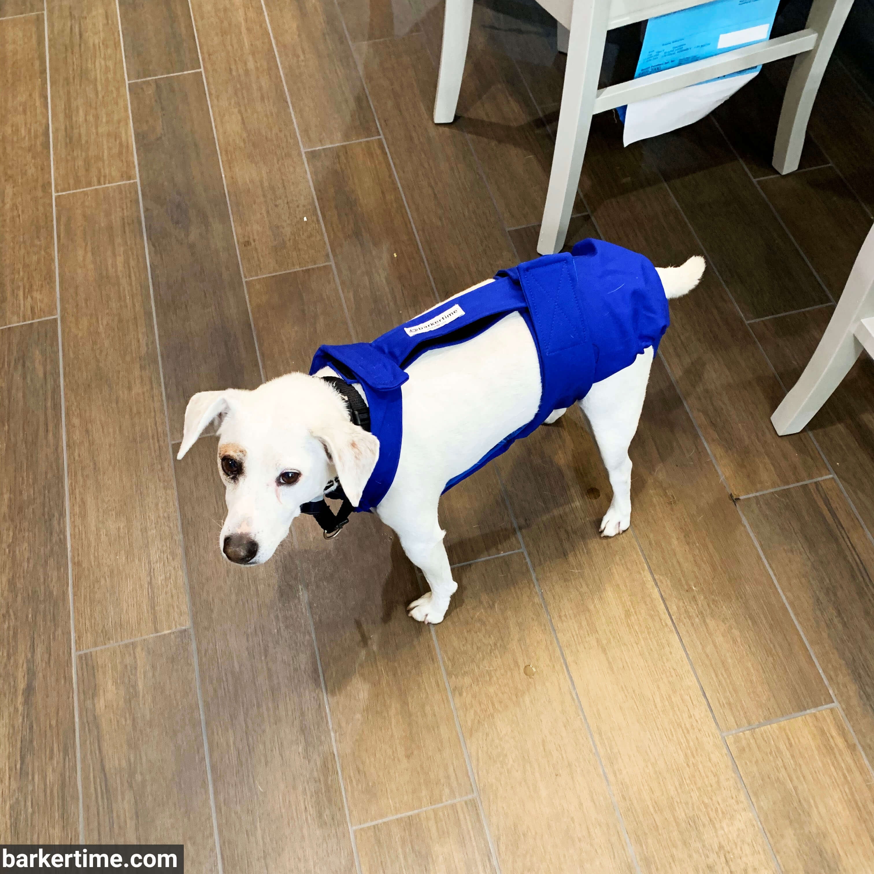 Barkertime Royal Blue Dog Diaper Overall