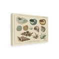 thumbnail image 2 of Trademark Fine Art 'Shell Etchings I' Canvas Art by Wild Apple Portfolio, 2 of 3