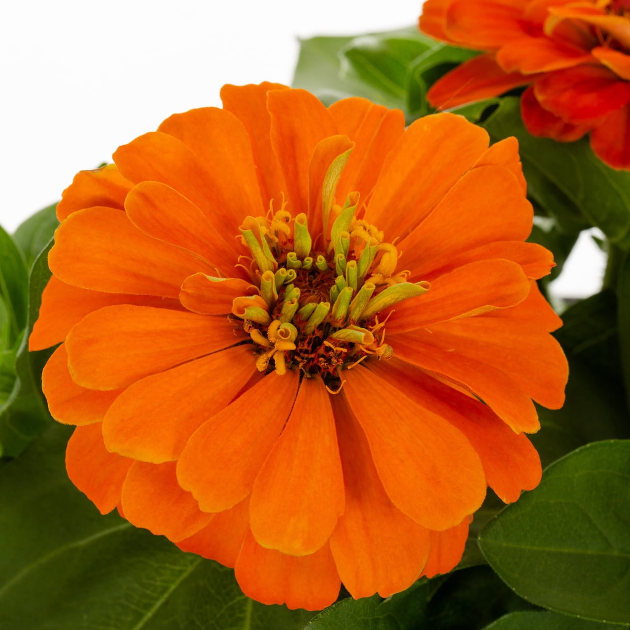 Expert Gardener Orange Zinnia Live Annual Plant, 3 QT, 2-Pack, Full Sun