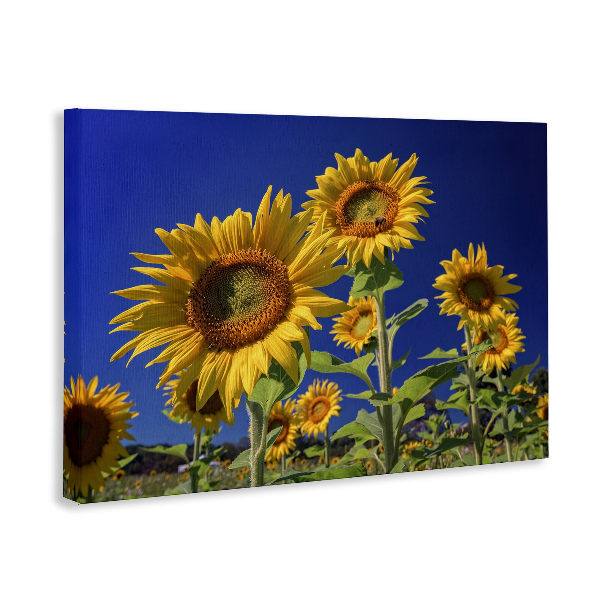 Stupell Industries Bright Sunflowers with Blue Sky Plants & Flowers Photography Wrapped Canvas Art Print Wall Art, 30 x 20