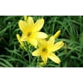 thumbnail image 3 of Daylily Yangtze I 10 Live 3 Inch Pots I Hemerocallis  Yellow Flowers  Lush Scarlet Blooms, Exquisite Perennial Highlight, Effortless Growth for Garden Brilliance, 3 of 5