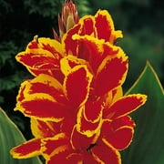 3 Lucifer Canna Lily Bulbs for Planting - Rhizome/Bulb/Plant