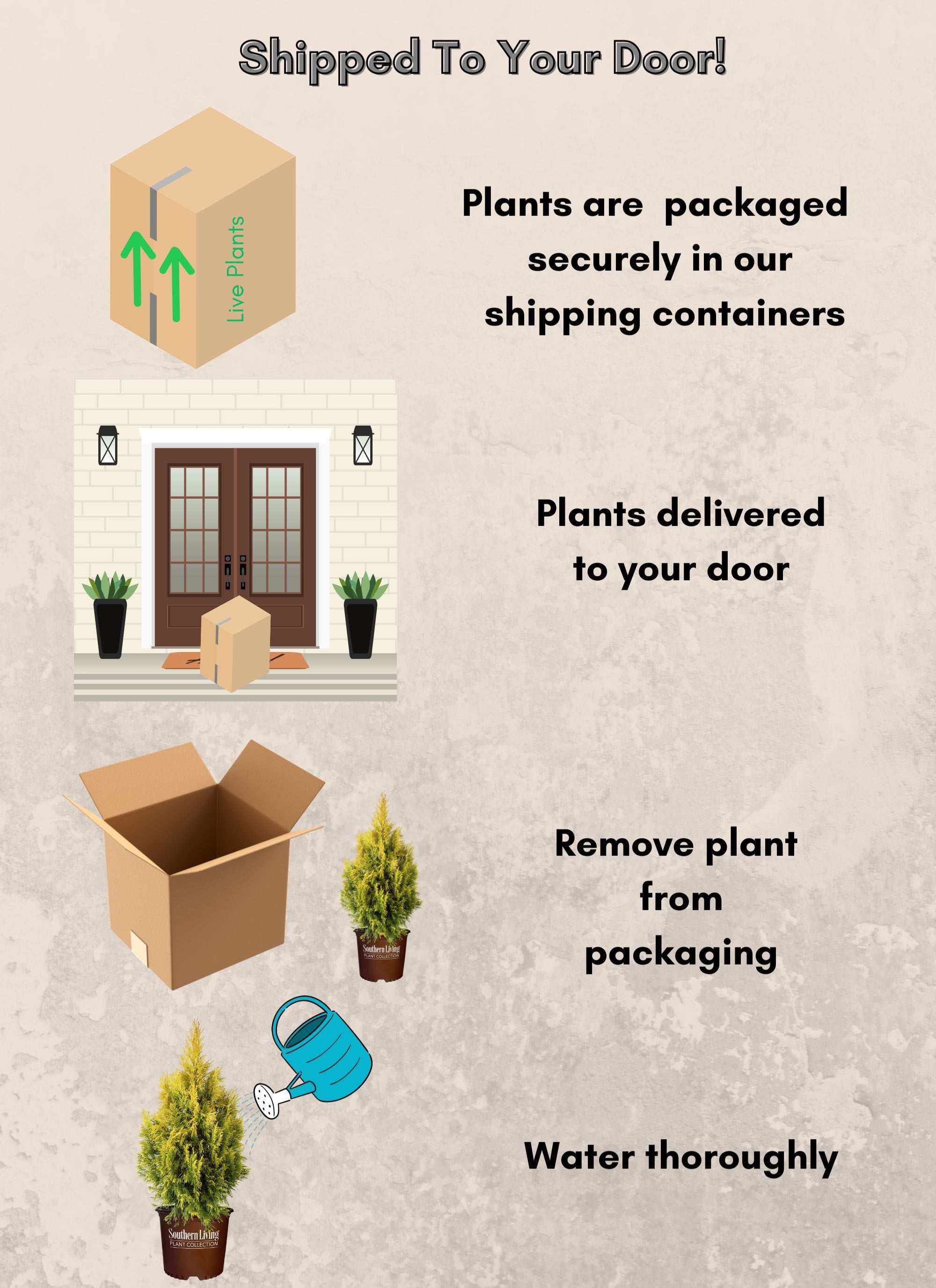 Southern Living Forever Goldy Arborvitae Live Shrub in 2-Gallon Grower Pot