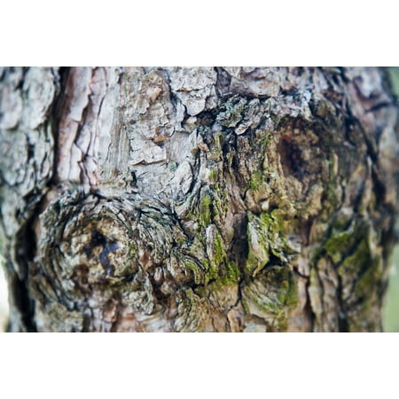 Wood Dead Eye - LAMINATED POSTER Era Memory Tree Wood Dead Wood Memories In My Eyes Poster Print 24 x 36