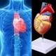 thumbnail image 3 of Herramienta de enseñanza de anatomía modelo de corazón humano anatómico desmontado 77ha, 3 of 5