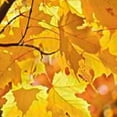 thumbnail image 6 of BANET Fall Yellow Maple Leaves Round Table Cloth, Autumn Maple Tablecloths Waterproof Stain-Resistant Oil-Proof Wrinkle Table Cover Dinner Kitchen Decor 42"-46, 6 of 8