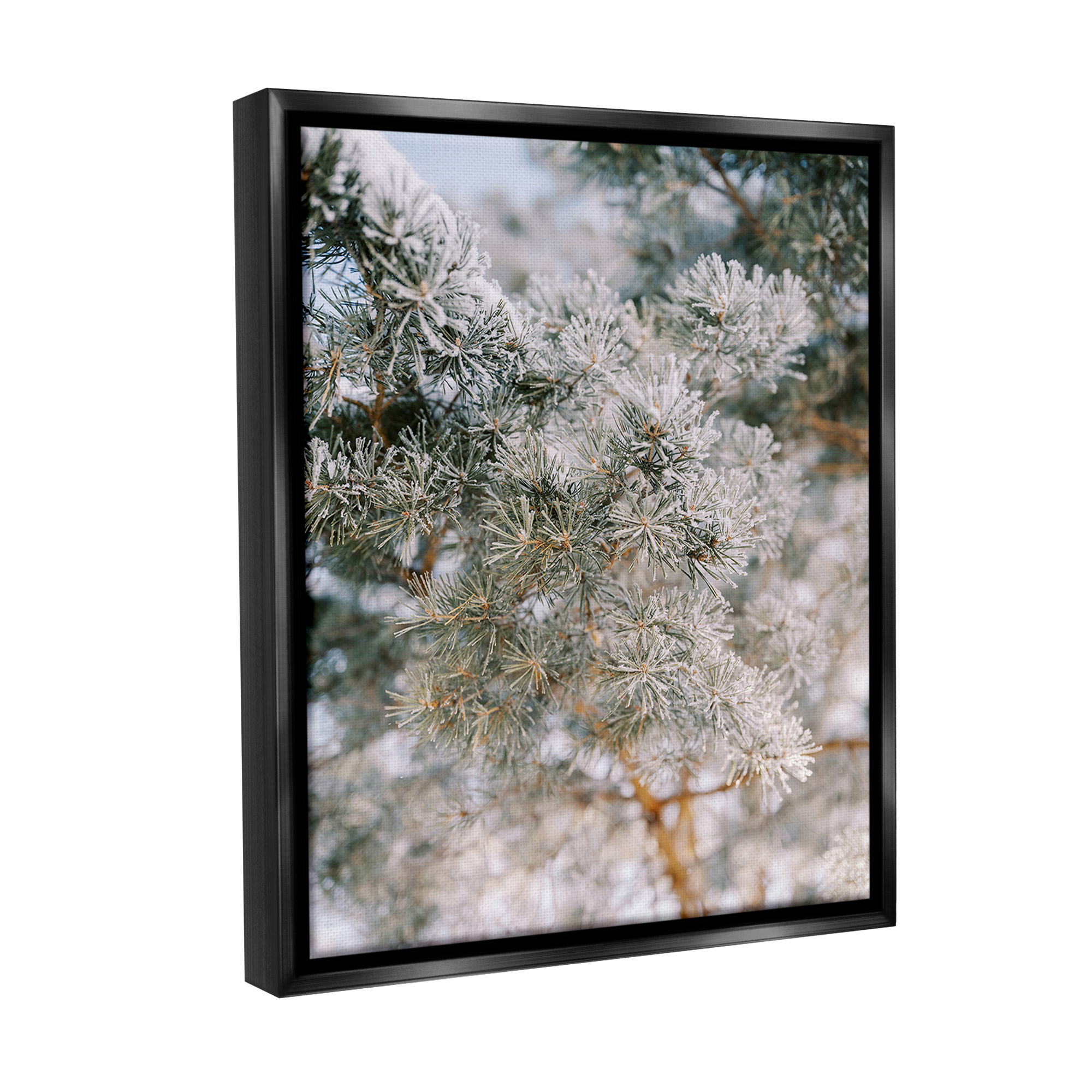 Stupell Industries Frosted Fir Tree Branches Landscape Photography Black Floater Framed Canvas Art Print Wall Art, 25 x 31