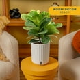 thumbnail image 4 of Costa Farms 12" Fiddle Leaf Fig House Plants in 5" Self-Watering Pot, 4 of 11