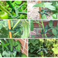 thumbnail image 3 of Plant Clips 20pcs Reusable Plastic Gardening Accessories Fixing Plants Clamp, 3 of 5