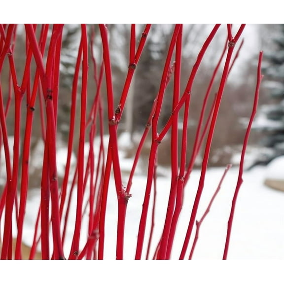 4 Bright Red Dogwood Bush Cuttings to Grow -Stunning Color, Grow to 6 Feet Tall