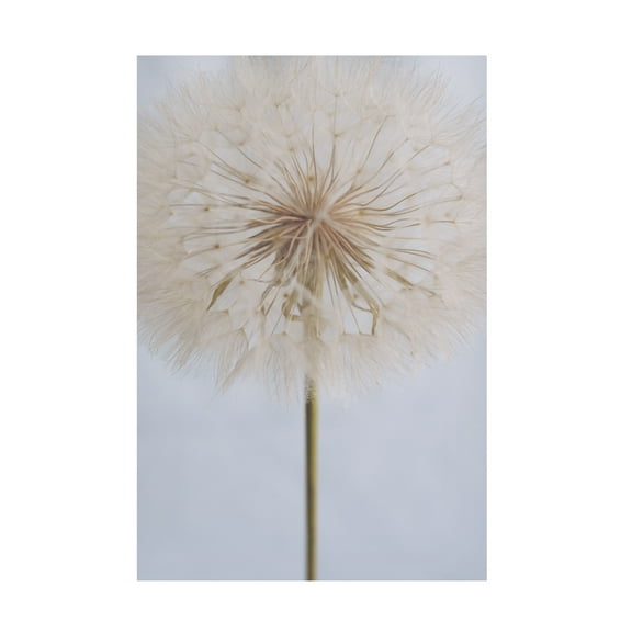 Trademark Fine Art uplusmestudio Delicate Dandelion Canvas Wall Art