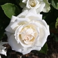 thumbnail image 3 of Heirloom Roses 15" White Floorshow Rose Live Plant, 3 of 3