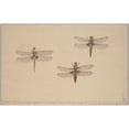 thumbnail image 3 of Rochus van Veen 18x13 Black Modern Framed Museum Art Print Titled - Three Dragonflies (1681), 3 of 5