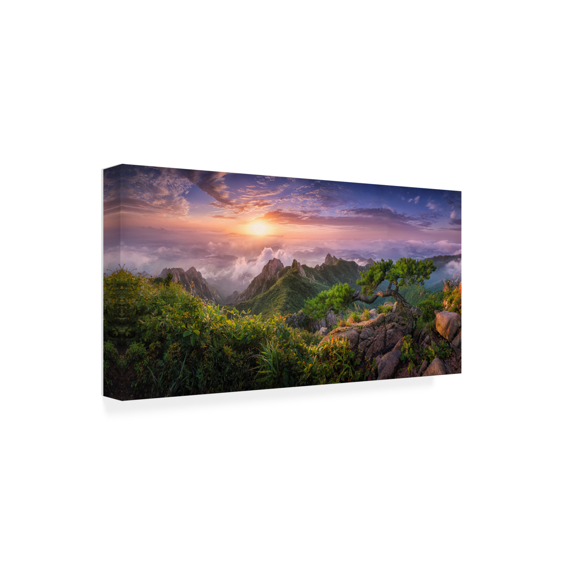 Trademark Fine Art Tiger Seo Pine Tree On The Rock Canvas Wall Art