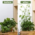 thumbnail image 3 of 10 clips para tirar de vid, clips para plantas colgantes, clips invisibles autoadhesivos para plantas de hojas, clips de pared para plantas trepadoras (pequeños), 3 of 4