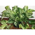 thumbnail image 3 of Marble Queen Devil's Ivy - Pothos - Epipremnum - 6" Pot, 3 of 3