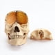 thumbnail image 4 of 6X 1:2 CráNeo Desmontado Modelo AnatóMico AnatomíA Esqueleto CráNeo Modelo Desmontable Herramienta de Suministros de EnseñAnza, 4 of 6