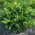thumbnail image 2 of Selloum Philodendron Live Indoor House Plant, 30in. Tall Green Lacy Tree; Indirect Light, Live Plant in 10in. Grower Pot, 2 of 2