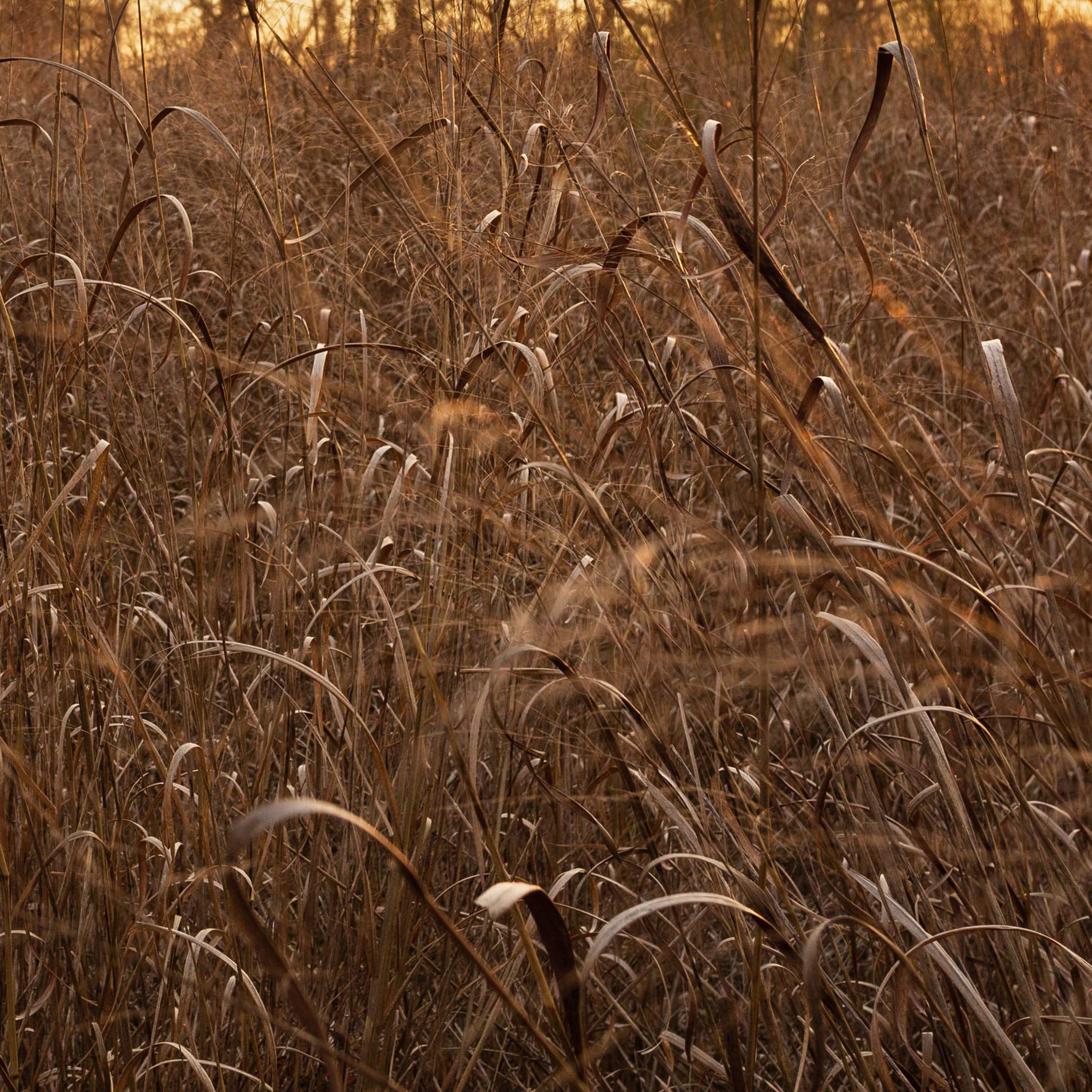 Outsidepride Switchgrass Plant Seeds, Perennial