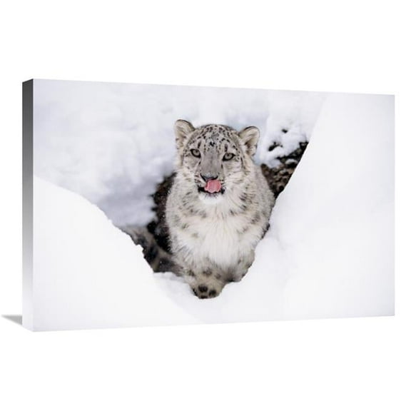 20 x 30 in. Snow Leopard Adult Portrait in Snow Art Print - Tim Fitzharris