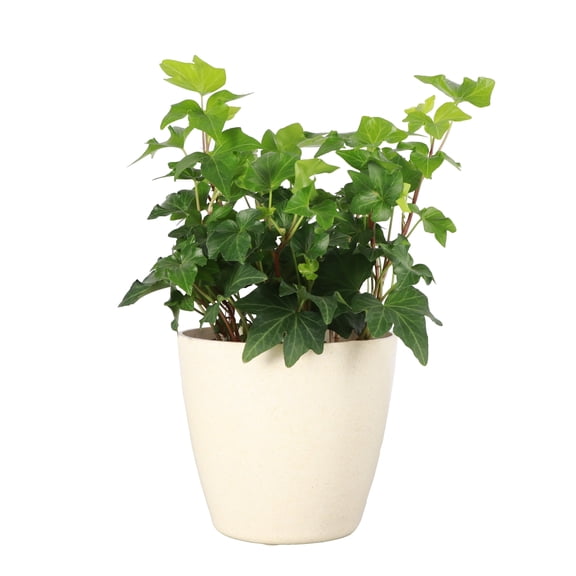 Live English Ivy Plant - Air Purifying - 4" Decorative Pot Cover - Beige - Thorsen's Greenhouse