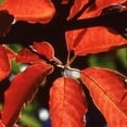 thumbnail image 5 of Set of 5 Black Tupelo Live Plants 6-12 Inch Starter, Hardy Native Trees with Vibrant Red Fall Color for Gardens and Landscapes, 5 of 5