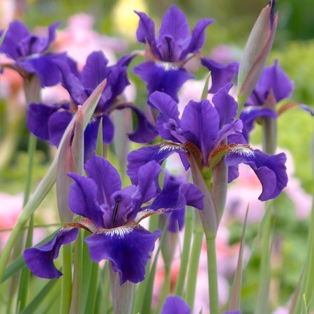 Bareroot Iris Ruffled Velvet Live Perennial Plant with Red Flowers (3-Pack)