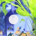 thumbnail image 4 of OULII 2Ud Para Betta En Acrílico Con Para Ejercicio Y Entrenamiento De Peces, 4 of 8