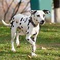 thumbnail image 3 of Collar de perro con estampado de leopardo de diseñador, collar ajustable para mascotas, 3 of 5