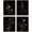 dark botanical-B, variant on Vintage Dark Cottagecore Academia Botanical Posters Prints Unframed 8x10 Set of 4, Rustic Fall Floral Flower Wall Art Prints Decor for Farmhouse Bedroom, Dark Cottage Core Wildflower Pictures