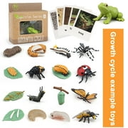 Anvazise Biology Discovery Toy Realistic Frog Bee Panda Chick Butterfly Fish Plant Animal Figurines Life Cycle Learning Creative Toddler Preschool Science Education Toys Kindergarten style 1 1 Box