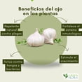 thumbnail image 3 of Jab&oacute;n Pot&aacute;sico con Extracto de Ajo para Plantas, Concentrado, Rinde 4 litros, 3 of 7