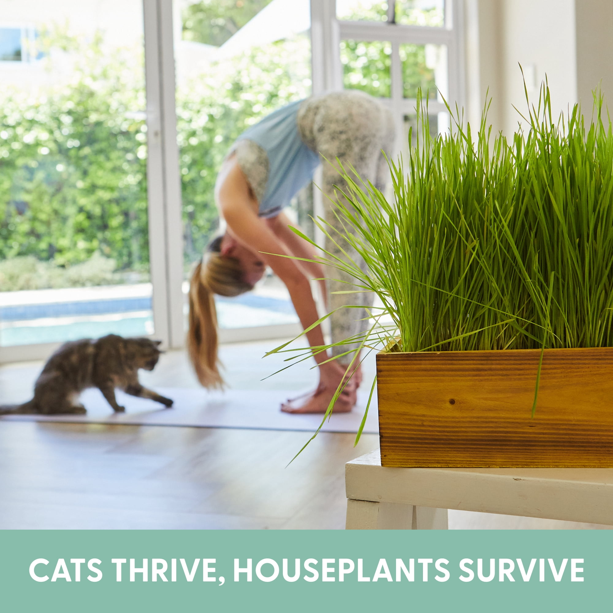 The Cat Ladies Cat Grass Kit complete with Rustic Wood Planter, Organic Seed and Soil. Easy to Grow